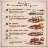Step-by-step guide on how to grow red amaranth microgreens with illustrations and text.
