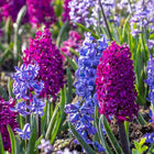 Hyacinth Flower Bulbs