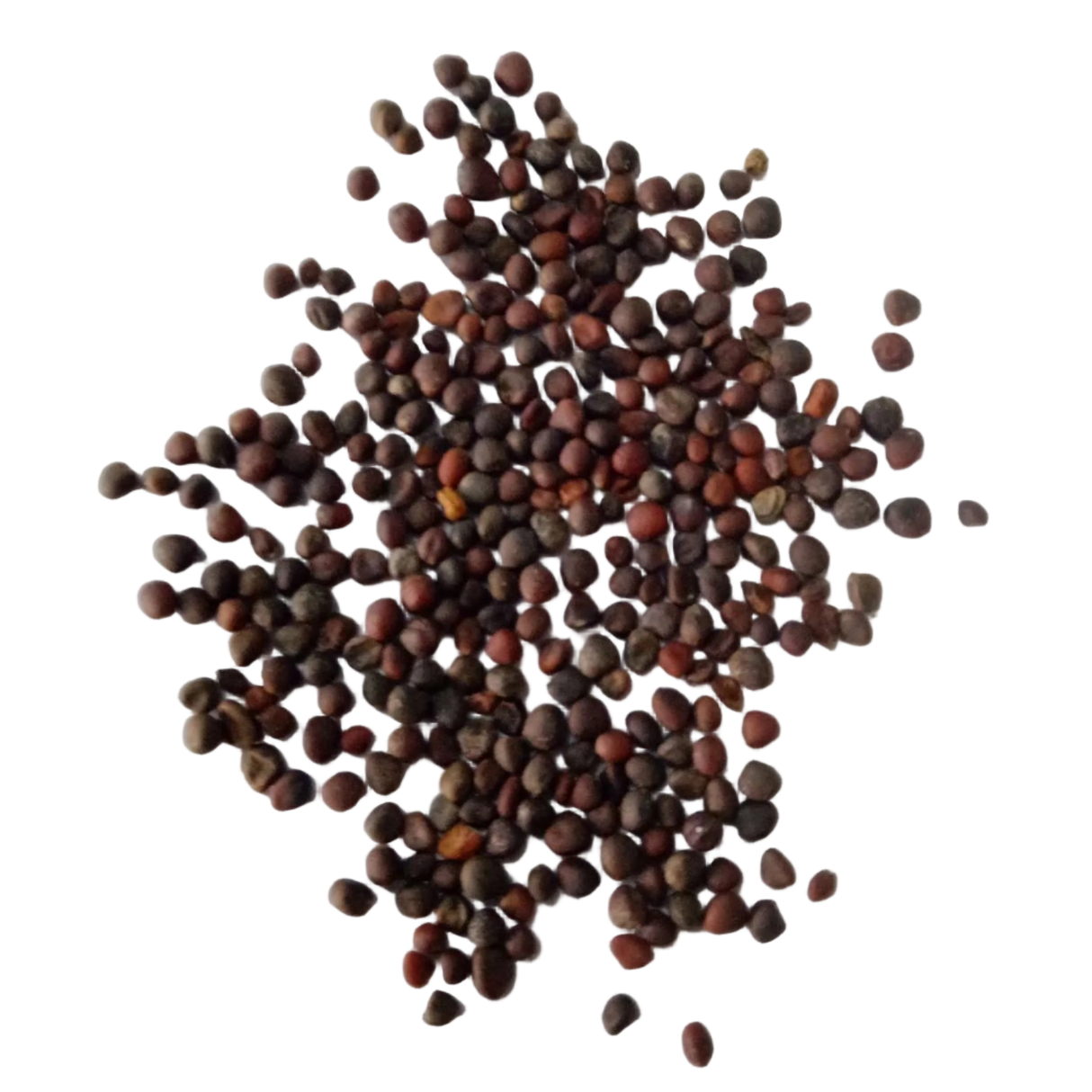 Kale Purple Seeds