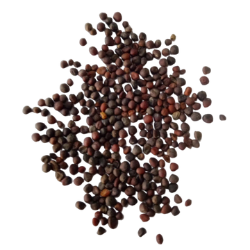 Organic Kale purple seeds - Fresh and High Germination Seeds. 