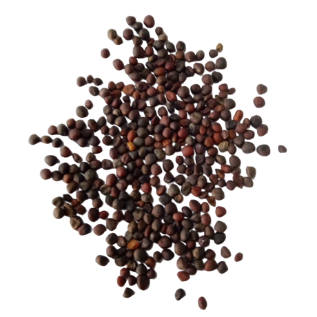 Kale Purple Seeds