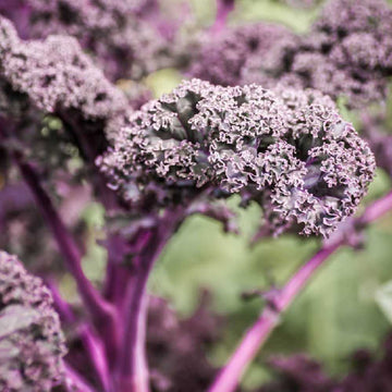 Best quality Kale purple seeds online in India - Seeds with High Germination for Home , Kitchen & Terrace Gardens