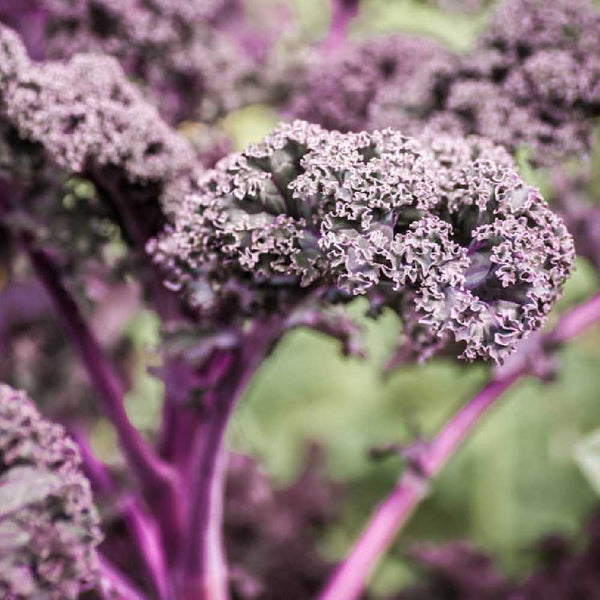 Best quality Kale purple seeds online in India - Seeds with High Germination for Home , Kitchen & Terrace Gardens