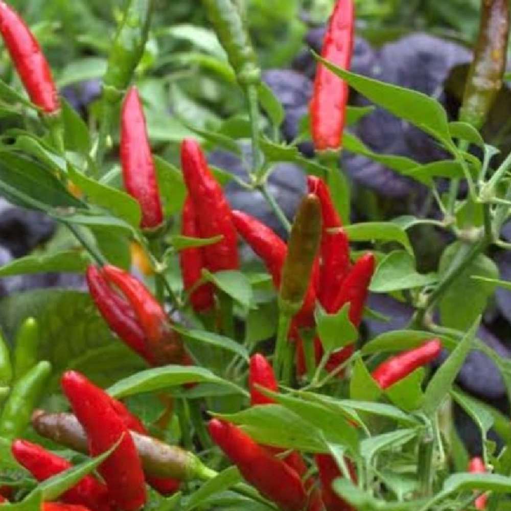 Birds Eye Chilli Seeds — High germination, Tender seed pack | Native Indian Organics
