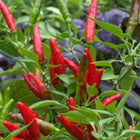 Birds Eye Chilli Seeds — High germination, Tender seed pack | Native Indian Organics