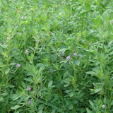 Alfalfa fodder seeds 1KG — Non-GMO, Aromatic seed pack | Native Indian Organics