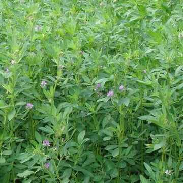Alfalfa fodder seeds 1KG — Non-GMO, Aromatic seed pack | Native Indian Organics