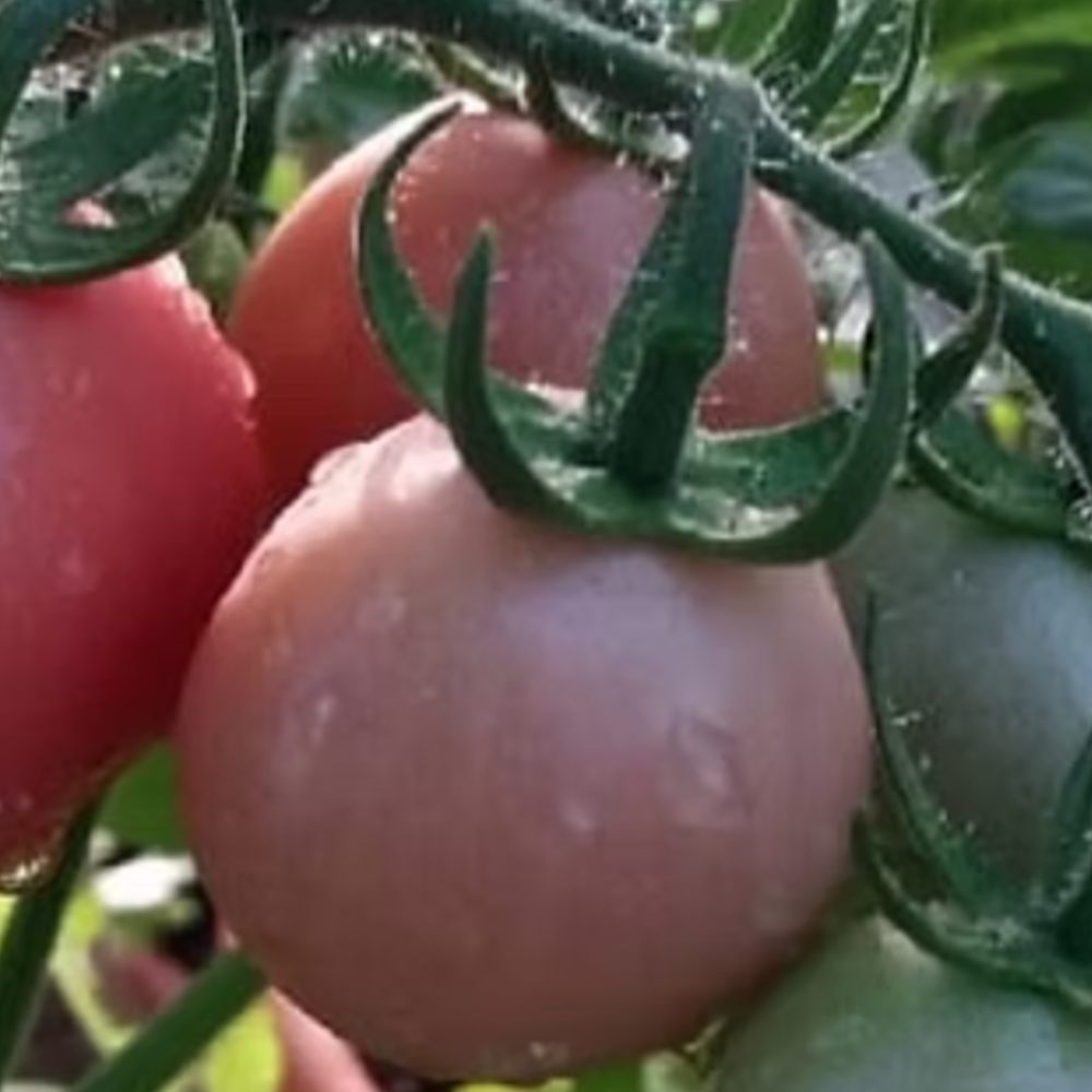 KumKum Kesari Tomato seeds