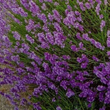 Lavender flower seeds — Heirloom, Non-GMO seed pack | Native Indian Organics | Close-up of a field of lavender flowers with a blurred background