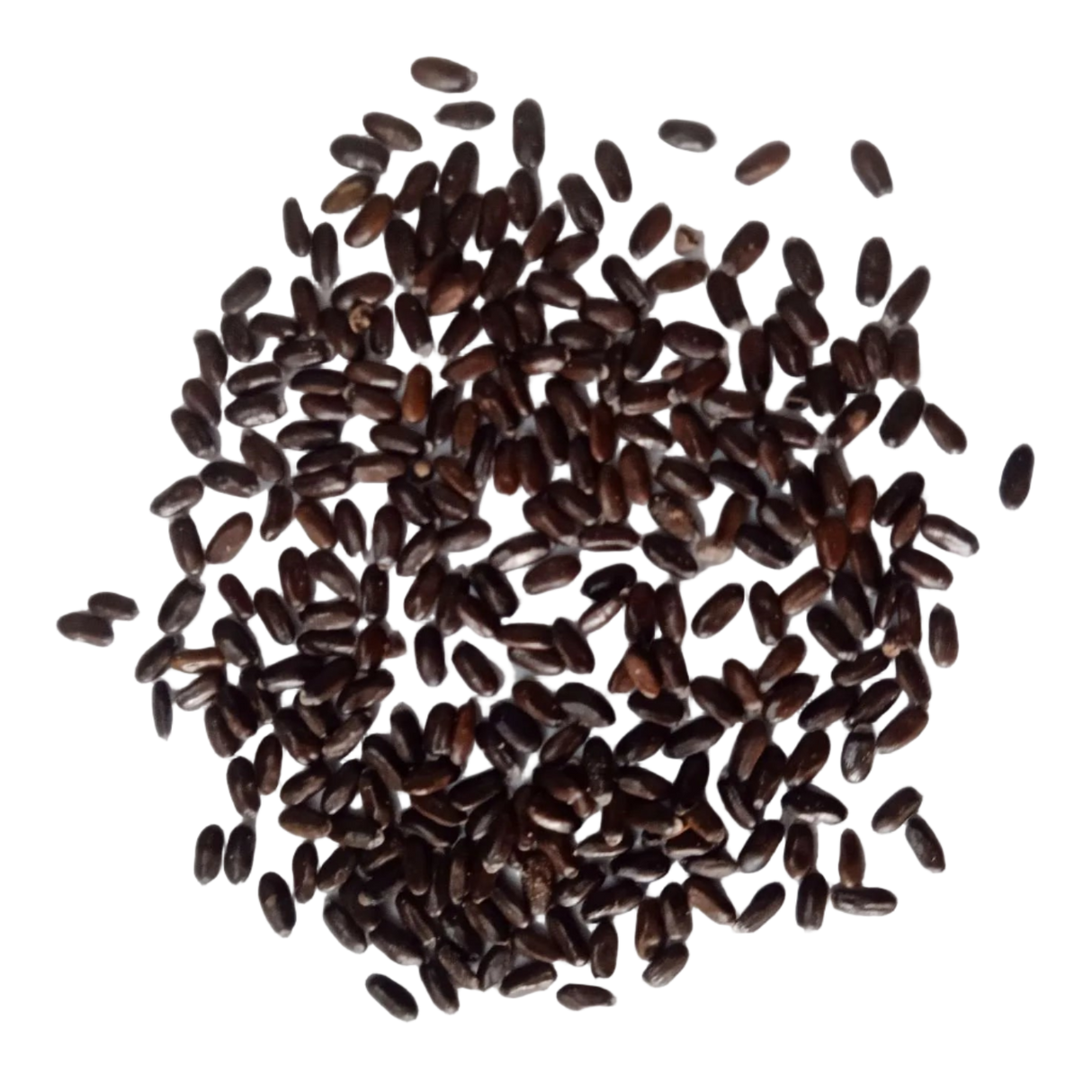 Lavender flower seeds - Organic, Natural and Fresh Seeds | Native Indian Organics |