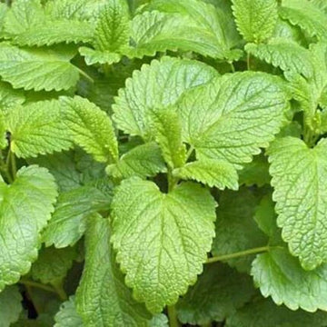 Lemon Balm seeds — High germination, Tender seed pack | Native Indian Organics