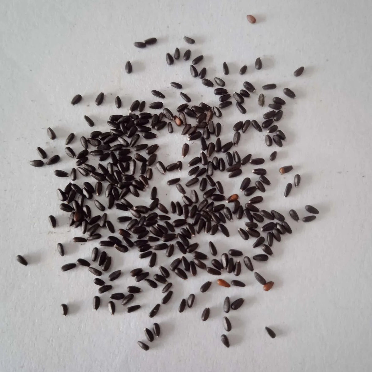 Lemon Balm seeds — Organic, Fresh and Aromatic Seeds | Native Indian Organics