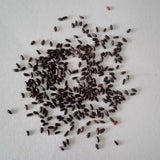 Lemon Balm seeds — Organic, Fresh and Aromatic Seeds | Native Indian Organics