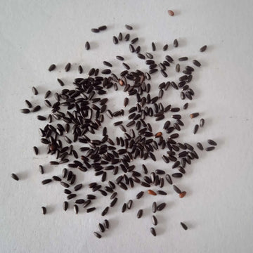 Lemon Balm seeds — Organic, Fresh and Aromatic Seeds | Native Indian Organics