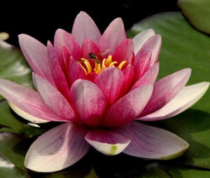 Lotus Seeds — Durable, Premium quality | Native Indian Organics