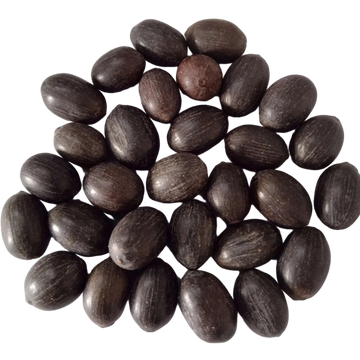 Lotus Seeds - High Germinated Organic Seeds | Native Indian Organics