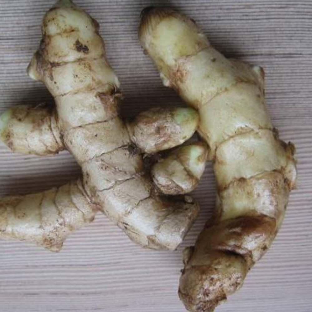 Mango Ginger Bulbs Pack of 2