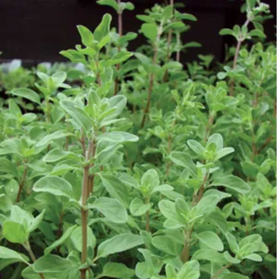 Marjoram Seeds