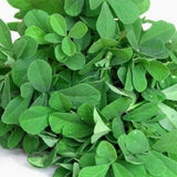 Methi (Fenugreek) seeds — Crisp, Aromatic seed pack | Native Indian Organics