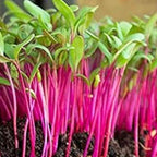 Beetroot Microgreen seeds 100g — Tender, Nutrient-dense seed pack | Native Indian Organics