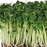Spinach (Palak) Microgreens Seeds 100g — Organic, High germination seed pack | Native Indian Organics