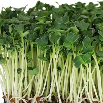 Spinach (Palak) Microgreens Seeds 100g — Organic, High germination seed pack | Native Indian Organics