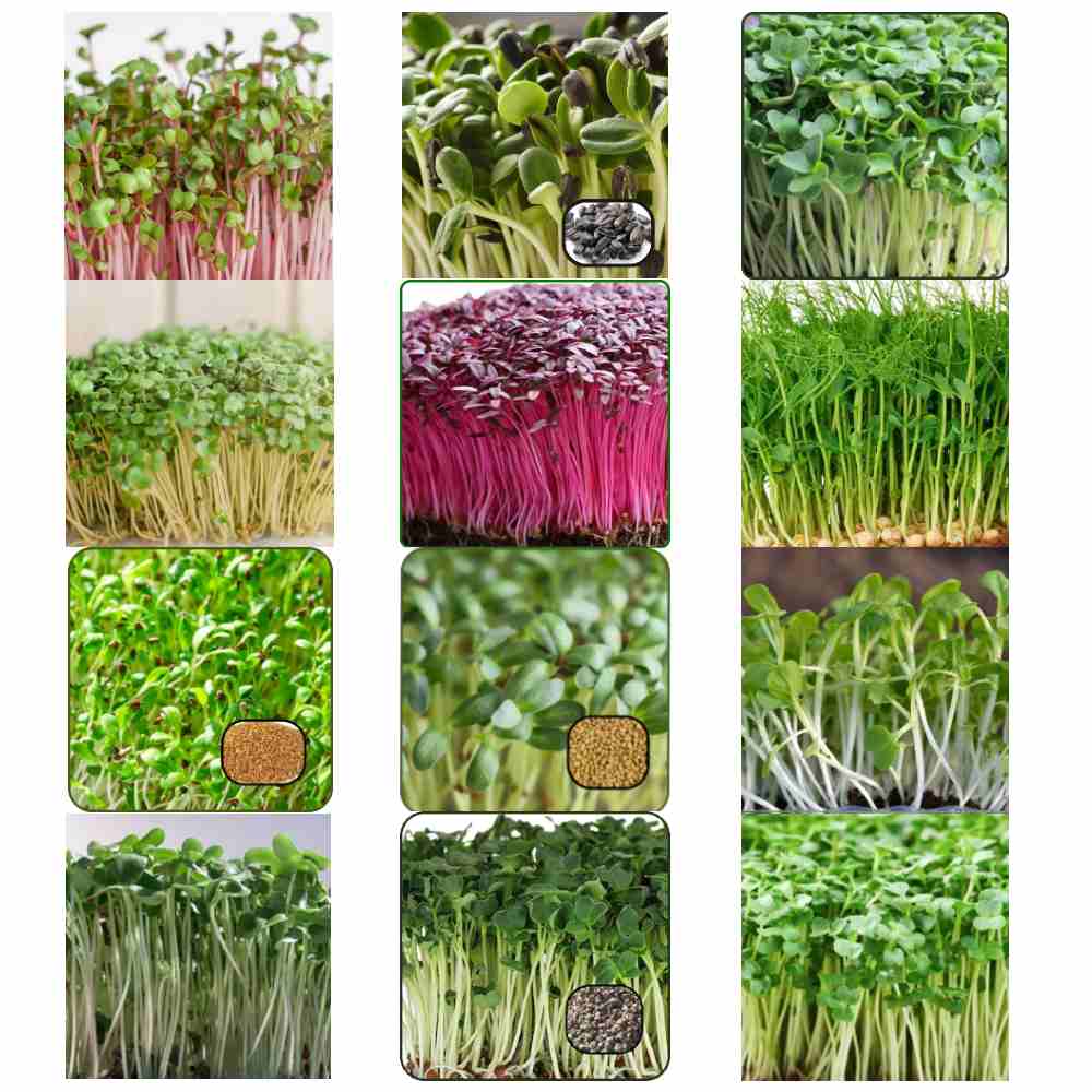 Microgreen Combo of 12 Each 10g