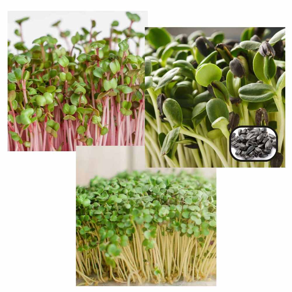 Microgreen Combo pack of 3 Each 50g Easy grow seeds