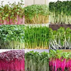 Microgreens Combo pack of 9 each 30g - Nutrient Rich, Healthy combo pack - Native Indian Organics