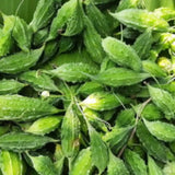 midhi-paagal-seeds