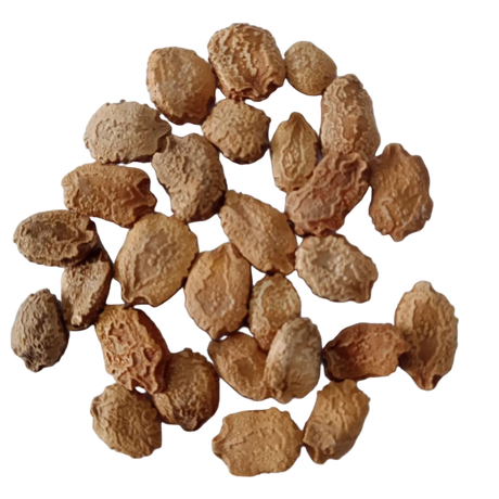 Midhi Paagal Bitter Gourd — Organic, High germination seeds | Native Indian Organics
