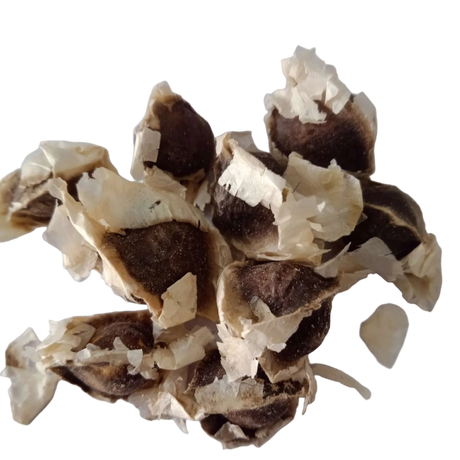 Moringa Seeds (Drumstick) - Fast Grwoing and Organic Seeds| Native Indian Organics
