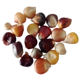 Multicolor Corn Seeds - Organic , Non-GMO seeds with High Germination | Native Indian Organics