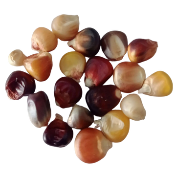 Multicolor Corn Seeds - Organic , Non-GMO seeds with High Germination | Native Indian Organics