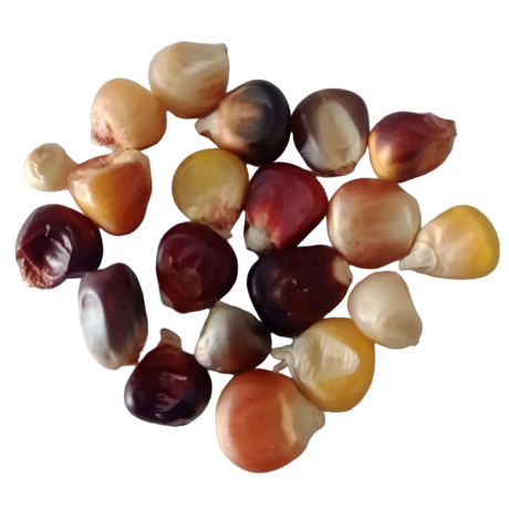 Multicolor Corn Seeds - Organic , Non-GMO seeds with High Germination | Native Indian Organics