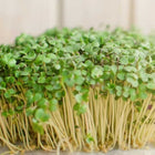 Mustard Microgreens seeds 100g — Native, Tender seed pack | Native Indian Organics