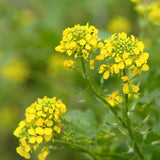 Mustard seeds — Nutrient-dense, Aromatic seed pack | Native Indian Organics