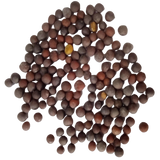 Mustard Seeds