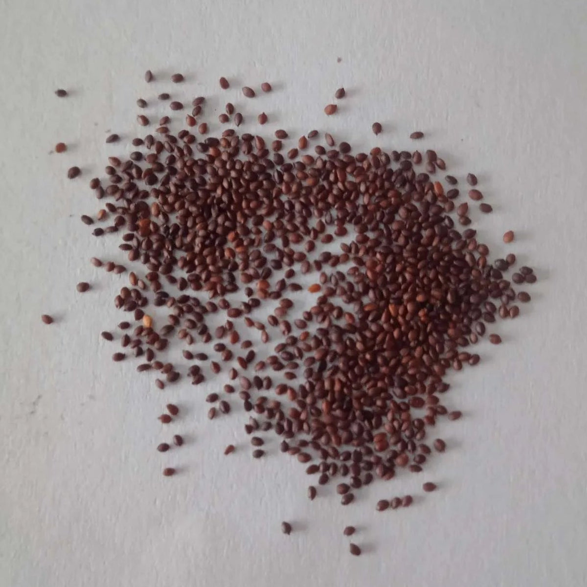 Oregano Herb Seeds — Nutrient Rich Organic Seeds  | Native Indian Organics