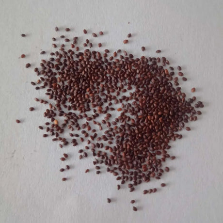 Oregano Herb Seeds — Nutrient Rich Organic Seeds  | Native Indian Organics