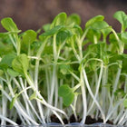 Pak Choi Microgreens seeds 50g — Organic, High germination seed pack | Native Indian Organics