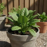 High-quality palak spinach seeds for gardening