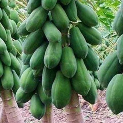 Papaya Red Lady F1 seeds — Non-GMO, Aromatic seed pack | Native Indian Organics