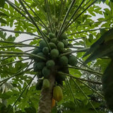 Native Papaya tree Seeds — | Native Indian Organics