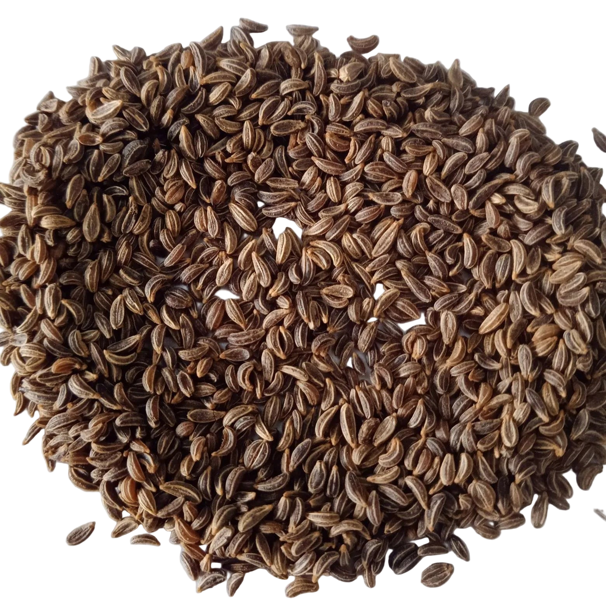 Parsley seeds - Organic , Fresh leafy vegetable seeds with High Germination | Native Indian Organics