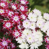 Phlox Twinkle star Mix seeds — Nutrient-rich, Peat-free | Native Indian Organics