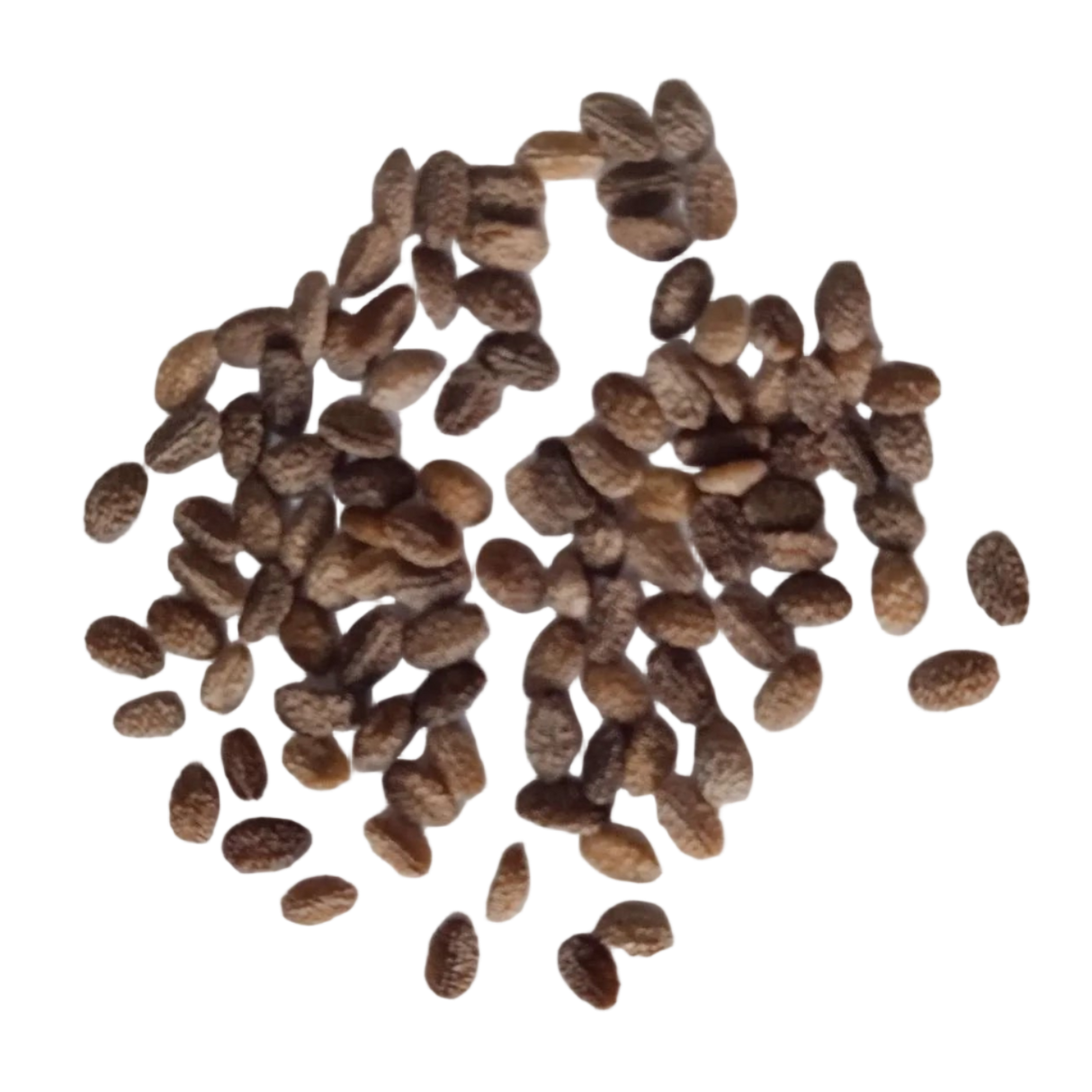 Phlox Twinkle star Mix seeds - Organic, Best Quality and Vibrant Flower seeds with High Germination | Native Indian Organics