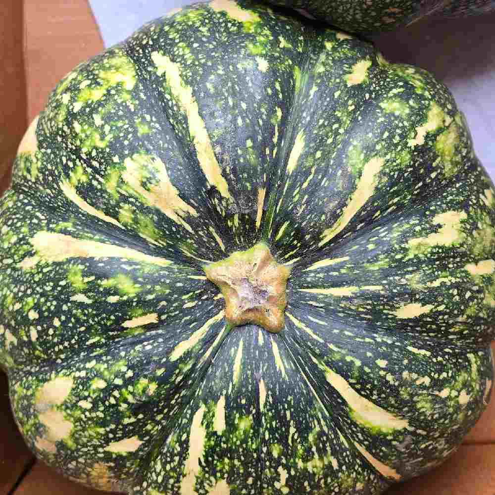 Pumpkin (Small) Seeds
