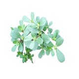 Purslane Spinach Seeds — Organic, High germination seed pack | Native Indian Organics