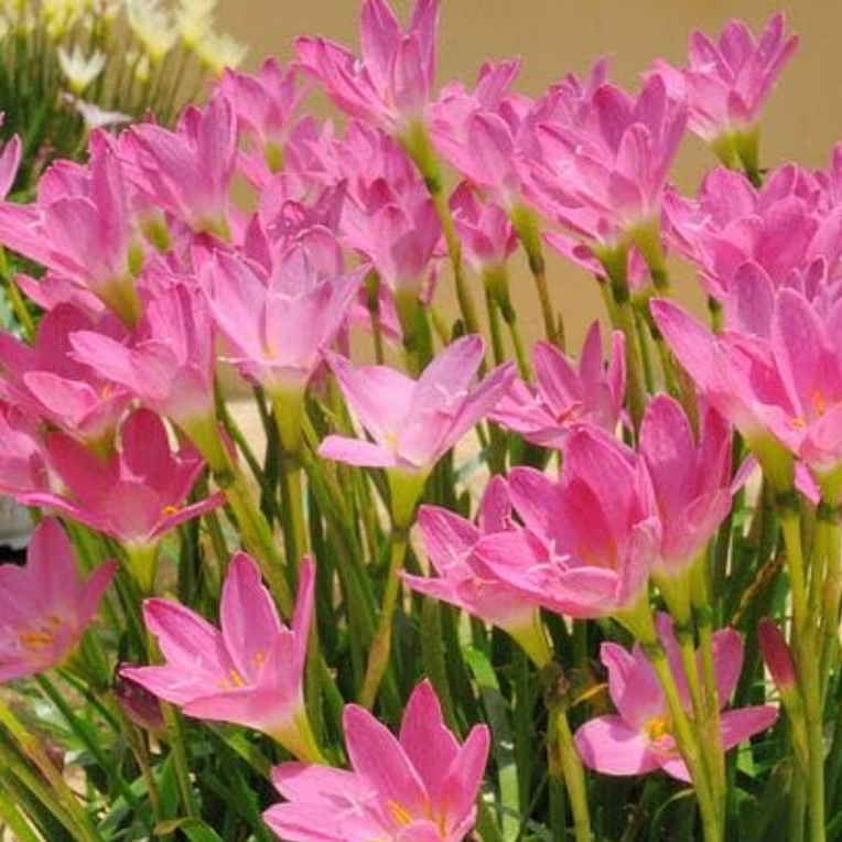 Rain Lily Pink Bulbs Pack of 5